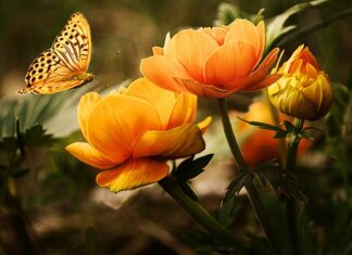 Jak wyświetlić zwierzę w 3D? Jak wyświetlić zwierzę w 3D?