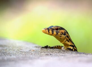 Jak monitorować projekty? Jak monitorować projekty?