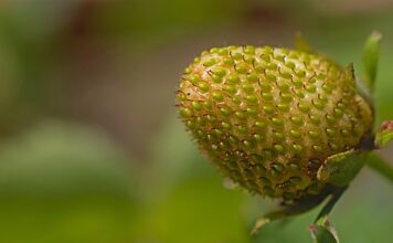 Kiedy mózg osiąga dojrzałość?