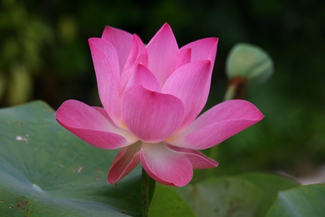 Jak się mówi po angielsku sok? Jak się mówi po angielsku sok?